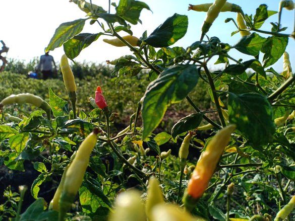 Harga Cabai Rawit Petani Melejit