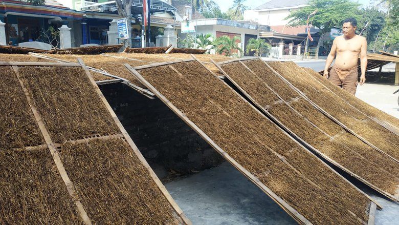 Kemarau Panjang Berkah Petani Tembakau Blitar