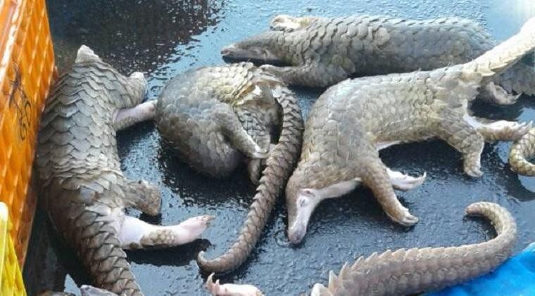 Aktivis Lingkungan Dukung UU Pencucian Uang Perangi Perdagangan Satwa