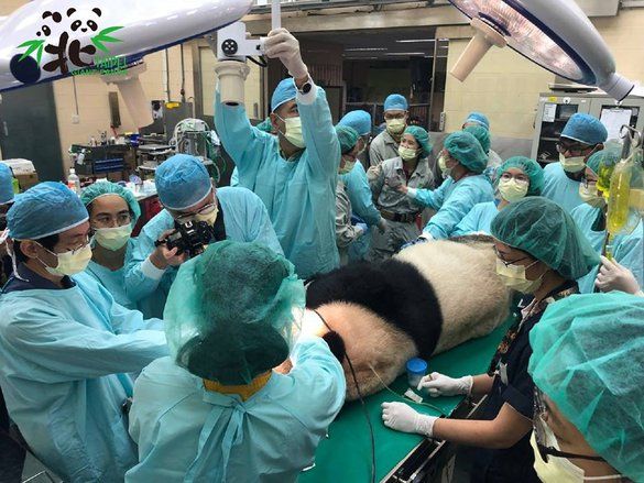 Tuan Tuan Gunakan Kawat Gigi Pertama di Dunia