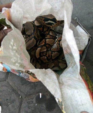 Whisnu Minta Pelaku Teror Pelemparan Ular di AMP Segera Ditangkap