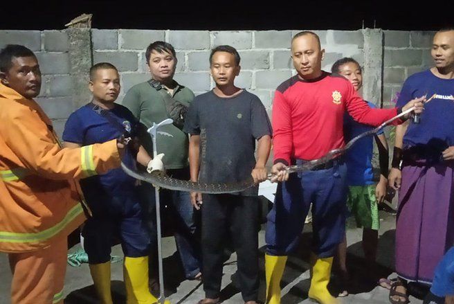 Tim Damkar Probolinggo Tangkap Ular Cobra Yang Bersarang di Atas Pohon Areal Perumahan Warga