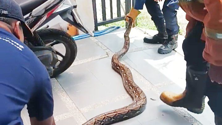 Damkarla Gresik Evakuasi Ular Phyton dari Kamar Mandi Perumahan
