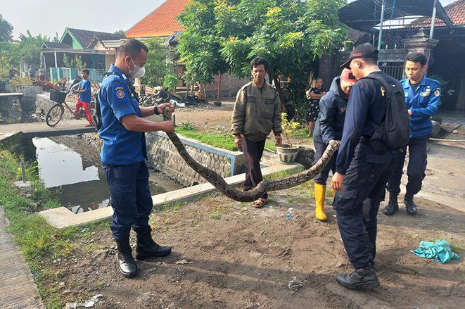 Ular Pyton Sepanjang 3 Meter Gegerkan Warga Mojoanyar Mojokerto