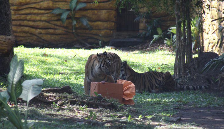 Daging Segar Jadi Kado Ultah Tiga Harimau Sumatera