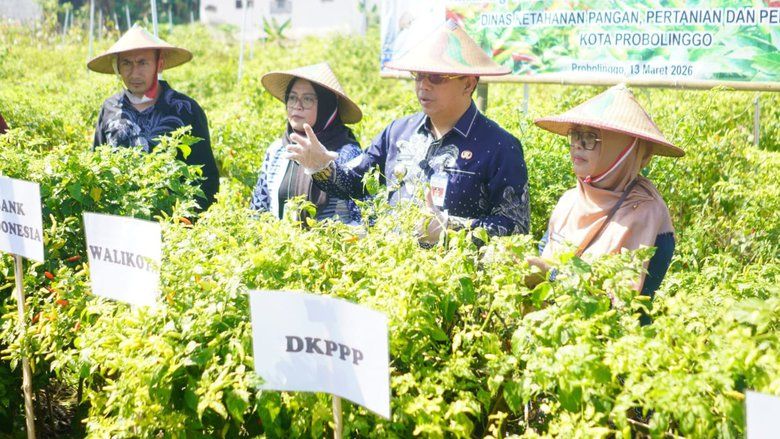 Modal Rp13 Juta, Petani Cabai Probolinggo Panen hingga Rp45 Juta