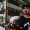Pria di Mojokerto Sukses Ternak Tikus Putih, Omzet Jutaan Rupiah