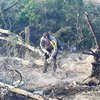 Penanganan Karhutla Ganti Fokus ke Ijen dan Merapi Ungup-ungup