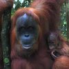 Warganet Galang Petisi Tindak Tegas Penembak Orangutan "Hope"