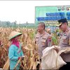 Wujud Ketahanan Pangan, Polri bersama TNI dan Petani di Mojokerto Panen Jagung