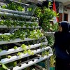 Maksimalkan Lahan, Pemkot Surabaya Dorong Warganya Lakukan <em>Urban Farming</em>