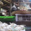 Harga Bawang Putih Naik 60 Persen, Disperindag Jatim Tunggu Arahan Pemerintah Pusat