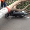 Pohon Tumbang di Kota Mojokerto Timpa Dua Pemotor, Begini Kondisinya