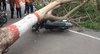 Pohon Tumbang di Kota Mojokerto Timpa Dua Pemotor, Begini Kondisinya