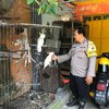 Mengintip Anggota Polisi yang Sukses Mengembangbiakkan Burung Kakak Tua di Alam