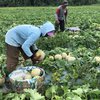 Petani di Mojokerto Kebanjiran Order Melon Merlin saat Ramadan, Raup Cuan Puluhan Juta