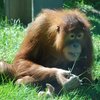 Naning Melahirkan, Koleksi Orangutan di Taman Safari Prigen Bertambah