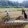 305 Hektare Lahan di Ponorogo Puso, Petani Terima Bantuan 