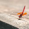 Proyek Mesin Pencari Google untuk Cina "Dragonfly" Dihentikan