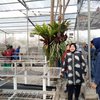 Kebun Sememi Surabaya Bakal Jual Anggrek Budi Daya Warga 