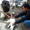 Sejumlah Kambing di Probolinggo Ditemukan Tewas Misterius