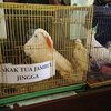 Burung Selundupan Berstatus Dilindungi, BSKDA Jatim Lakukan Inventarisasi