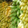 Malaysia Minta Pasokan Pisang 300 Ton Sepekan