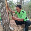 Warga Ngrayun Ponorogo Kesulitan Mendapatkan Bibit Pohon Pinus