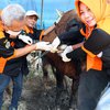Dispertan Gresik Tak Temukan Kambing Kurban Belum Poel