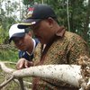 Petani Sengon di Probolinggo Resah Serangan “Ulat <em>Ice Cream</em>”