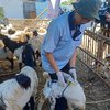 Lima Mitos Daging Kambing yang Bikin Orang <em>Ogah</em> Memakannya