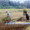 Antisipasi Gagal Panen, Petani Lamongan Asuransikan Lahan Pertanian Melalui AUTP  