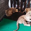 Lebih Dekat dengan Tiga Bayi Harimau Benggala Taman Safari
