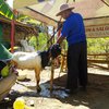 Penjual Hewan Kurban di Ponorogo Ini Buka Salon Khusus Kambing 