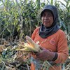 Tanaman Jagung Petani Sampung Ponorogo Dijarah Monyet Liar
