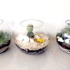 Terrarium, Miniatur Ekosistem sebagai Media Pembelajaran