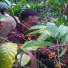 Ekspor Kopi di Aceh Melesat Tajam