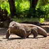 Peneliti Ungkap Rahasia Kekuatan dan Racun Komodo yang Mematikan