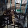 BBKSDA Jatim Lepas Liarkan Enam Komodo ke Pulau Ontoloe