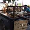 Kementan Sebut Harga Ayam di Tingkat Petani Mulai Naik