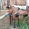 Pedagang Sebut Kesehatan Kambing Bisa Dilihat dari Keberadaan Luka