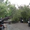 Tiga Warung di Lamongan Rusak Tertimpa Pohon Tumbang