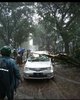 Pohon Diasuransikan, Korban Pohon Tumbang Malang Menerima Ganti Rugi
