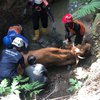Drama Tiga Jam di Sungai, Sapi di Mojokerto Berhasil Diselamatkan