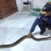 Ular Sanca yang Masuk Rumah Mengejutkan Warga di Lamongan
