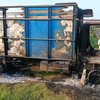 Angkut Sapi Hasil Curian, Sebuah Truk Dibakar Massa di Probolingo