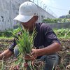 Hasil Bimbingan Kerja, Napi Lapas Lamongan Sukses Panen Bawang Merah
