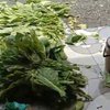 Dampak Kemarau Basah, Harga Tembakau di Lamongan Anjlok