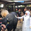 Jelang Iduladha, Gubernur Khofifah Cek Kesiapan Hewan Kurban di Mojokerto
