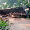 Akses ke Petirtaan Jolotundo Tertutup Pohon Raksasa yang Roboh